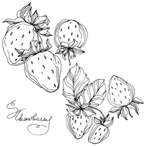 向量草莓果.黑白雕刻水墨艺术.被隔绝的草莓例证元素照片