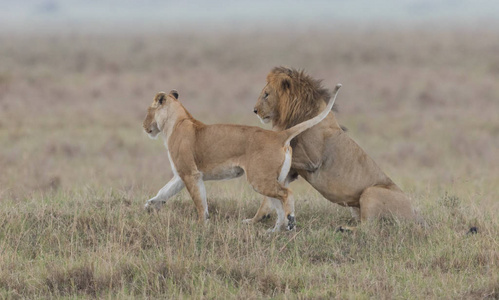 野生动物。 非洲热带草原的狮子和母狮。