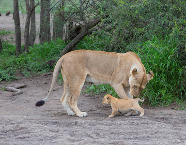 母狮和她在非洲的幼崽。 野生动物图片。
