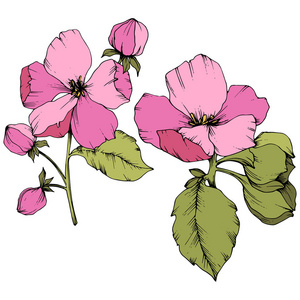 苹果的向量花花植物花。粉红色和绿色雕刻水墨艺术。被隔绝的花例证元素