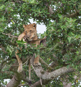 非洲国家公园。 狮子在树上放松