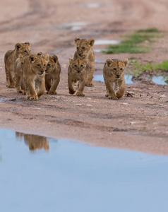 走非洲的狮子幼崽。 野生动物图片。