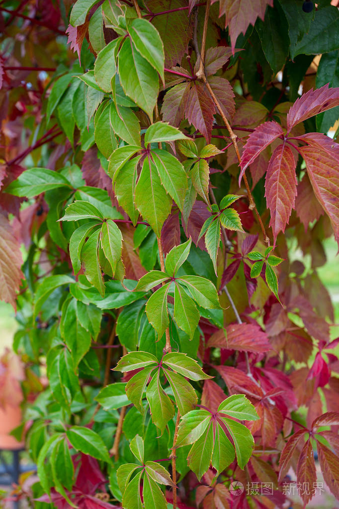 秋天的野生葡萄叶