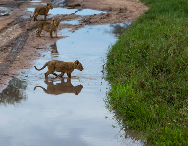 非洲狮子的幼崽。 野生动物图片。 动物