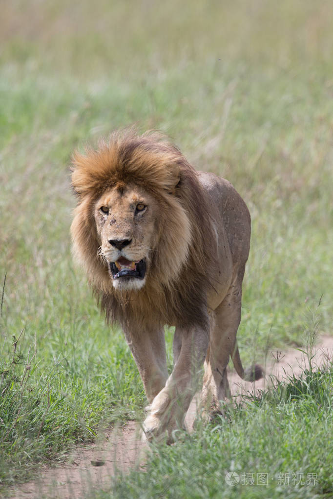 雄狮的照片野生动物图片坦桑尼亚