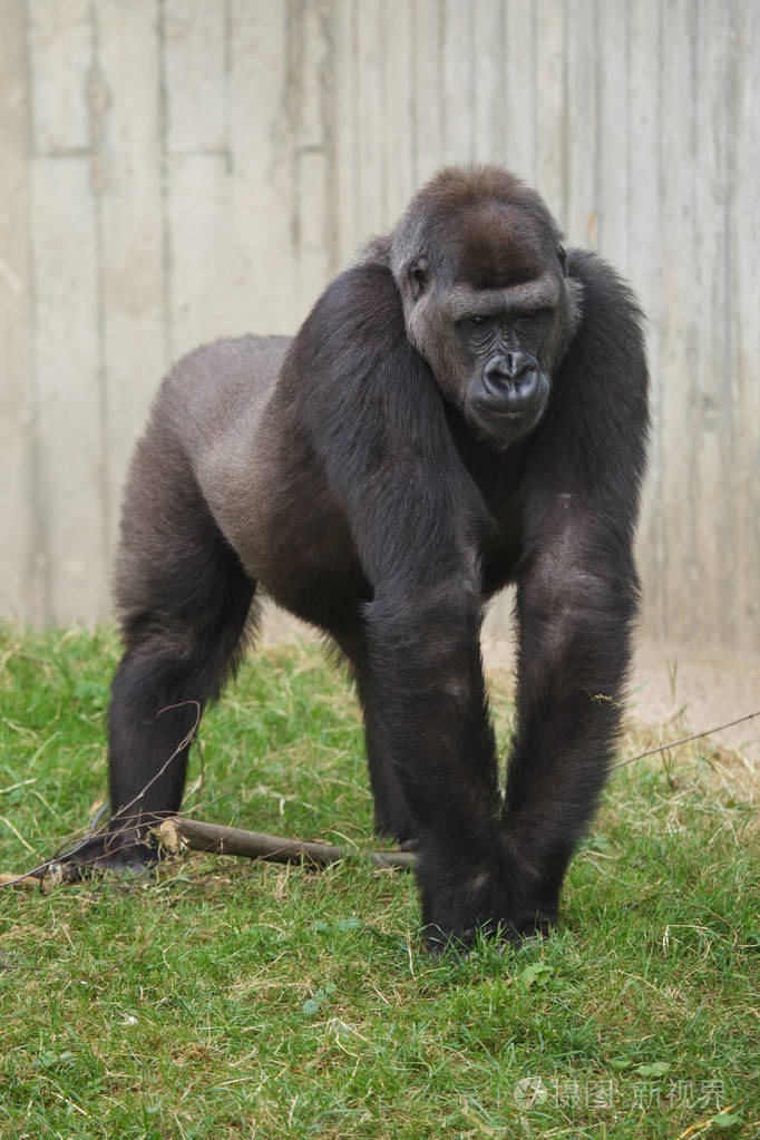 西部低地大猩猩在草地上行走
