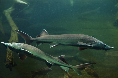 西伯利亚鲟鱼图片