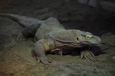 科莫多龙Varanuskomodoensis。 野生动物。