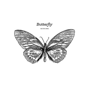 蝴蝶素描物体画图片