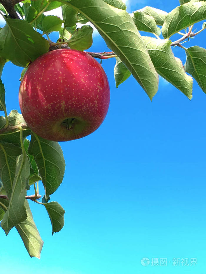 一个苹果挂在蓝蓝的天空上照片-正版商用图片173s3s-摄图新视界