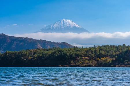 日本大林秋季湖泊四周枫叶树的富士山美景