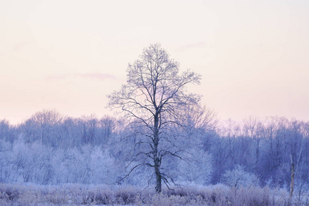 清晨霜冻覆盖的树