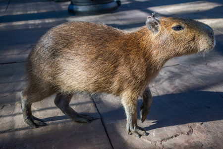 卡比巴拉最大的活鼠行走在混凝土地砖上,特写图像轮廓照片