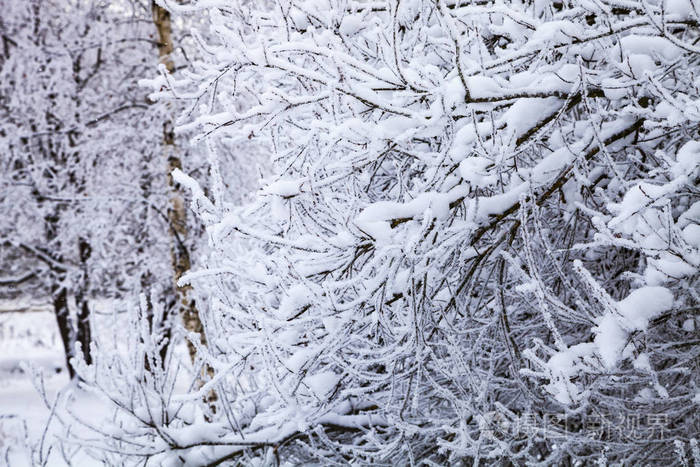 下雪后美丽的森林阴天的冬季景观