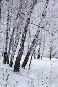 下雪后美丽的白桦林。 阴天的冬季景观。