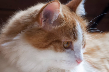 特写一只红色猫的肖像，白色斑点向侧面看。