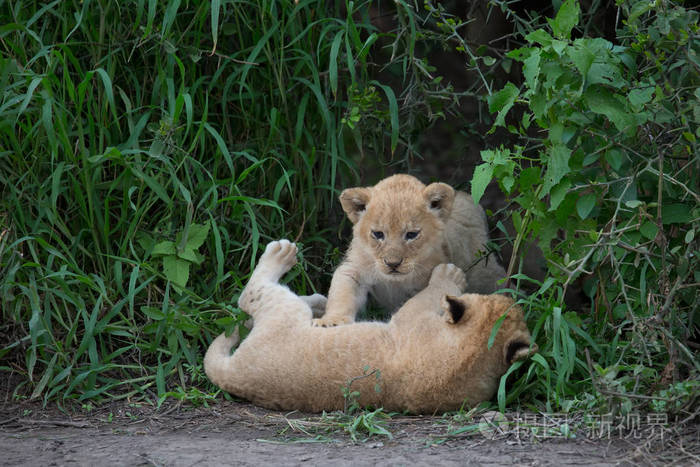 玩非洲的狮子幼崽野生动物图片