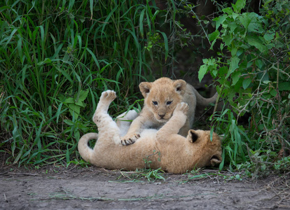 玩非洲的狮子幼崽。 野生动物图片。
