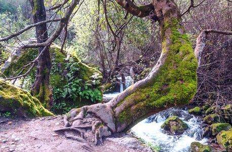 在阳光明媚的日子里，西班牙的一片森林里有树的河流。