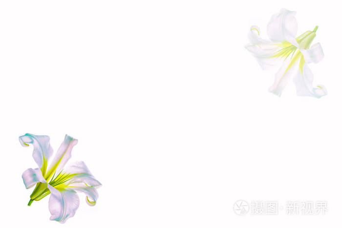 白色背景上分离出明亮的百合花.