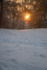 公园里的冬天日落