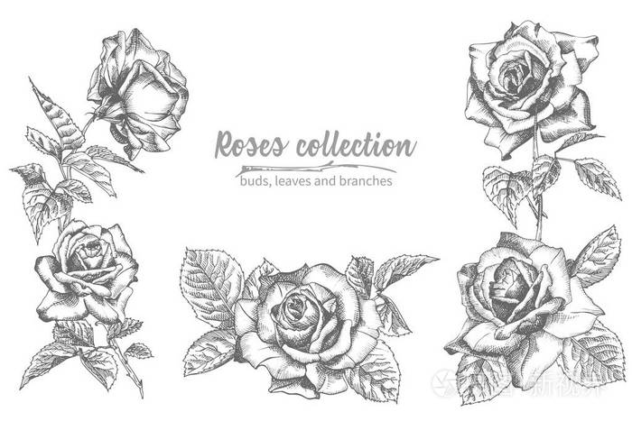 一套手绘素描,玫瑰,生命和树枝,详细的老式植物结构. 花架.