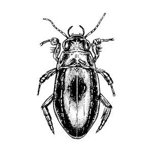 手绘甲虫水甲虫。逼真的素描向量例证