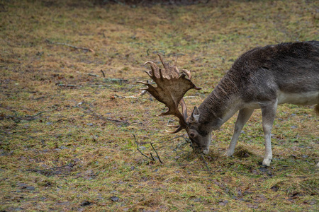 猎角鹿野生动物鹿角驯鹿季节自然哺乳动物头树森林吃雄性雌性动物