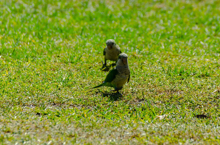 绿色鹦鹉在多汁的绿草上，城市公园里的野鸟，动物群