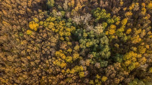 秋天森林的鸟图。秋天风景与红色, 黄色和绿色树