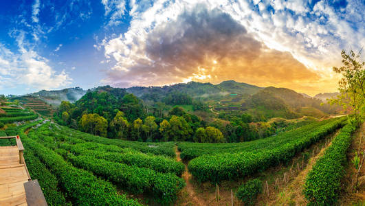 茶场有机茶场2000多安江香麦泰国晨景