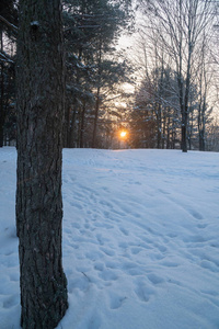公园里的冬天日落