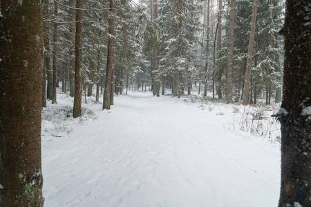 冬天的森林白雪圣诞树冰冻的大自然的道路冰冰