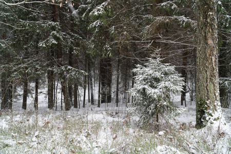 背景美丽的圣诞寒林清新的霜冻冰雪景观自然雪树洁白的冬木