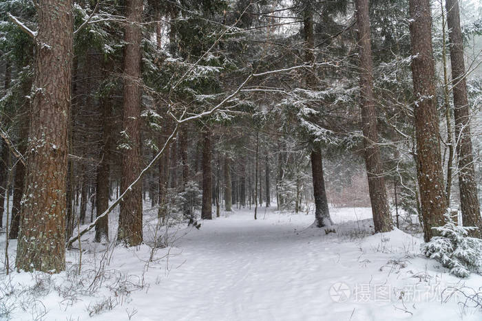 冬天的森林白雪圣诞树冰冻的大自然的道路冰冰