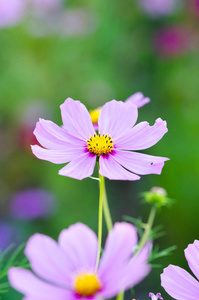 美丽的花朵背景特写