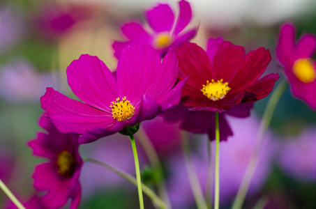 美丽的花背景特写