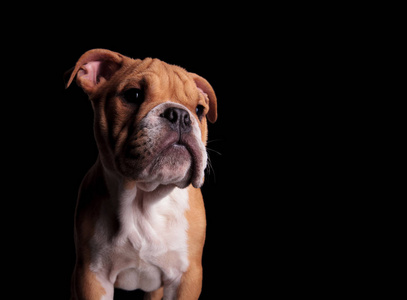 近距离好奇的英国斗牛犬一边看一边站在黑色的背景上