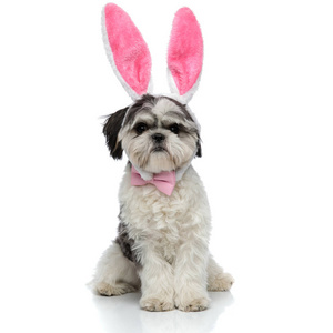 时尚的石祖，粉红色的兔子耳朵，头巾，坐在白色的背景上