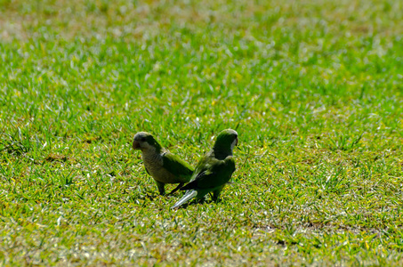 一只绿鹦鹉在城市动物区公园里的一种多汁的青草上