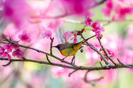 红鸟蓝色背景栖息在樱花枝上图片