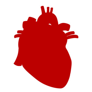 在白色背景查出的人的心脏解剖向量例证