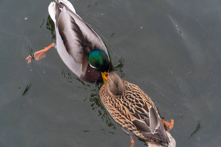 鸭爪野鸭鸟,野鸭,野鸭,野鸟,野鸟,野鸟,野鸟,野鸟,野鸟照片