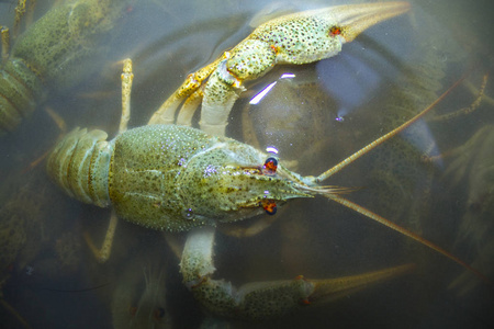 水中煮的绿色小龙虾照片