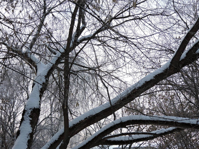 冬天公园里的雪树