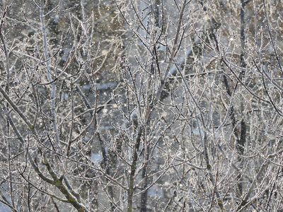 树上的雪