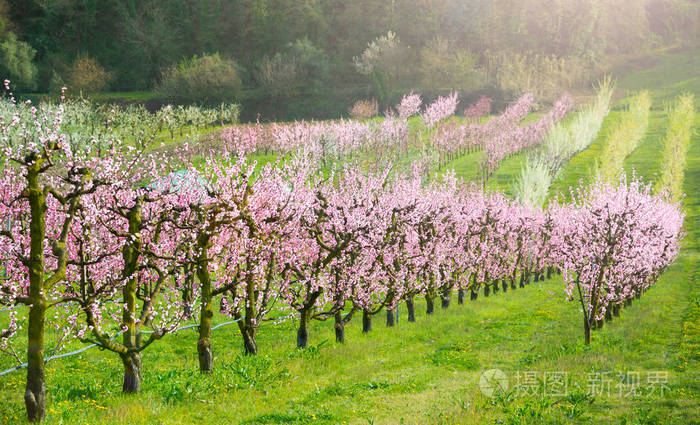 春天的花园有果树开花