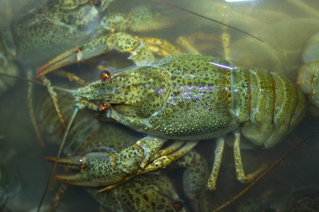 水中煮的绿色小龙虾