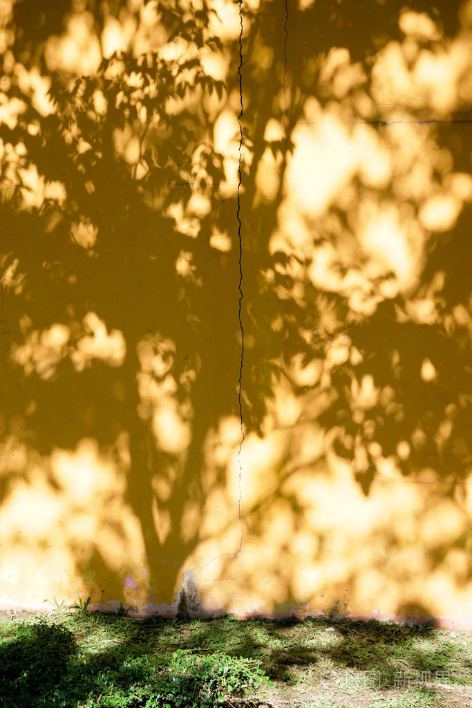 影子叶子在混凝土墙上的抽象背景文本