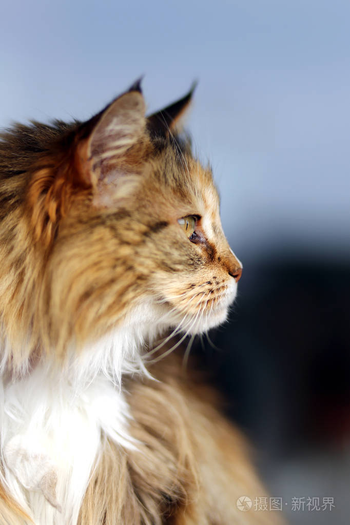 自然背景下美丽的骄傲纯种母猫的垂直头像